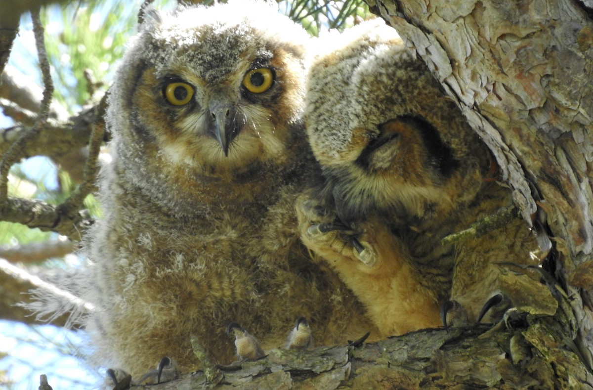 Great Horned Owl - ML338890921