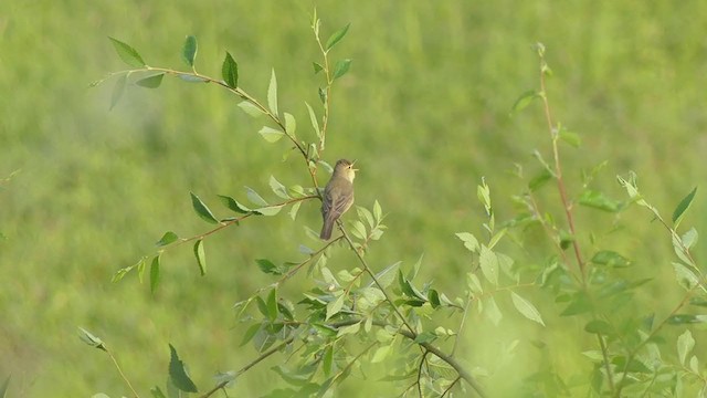 Melodious Warbler - ML338892311