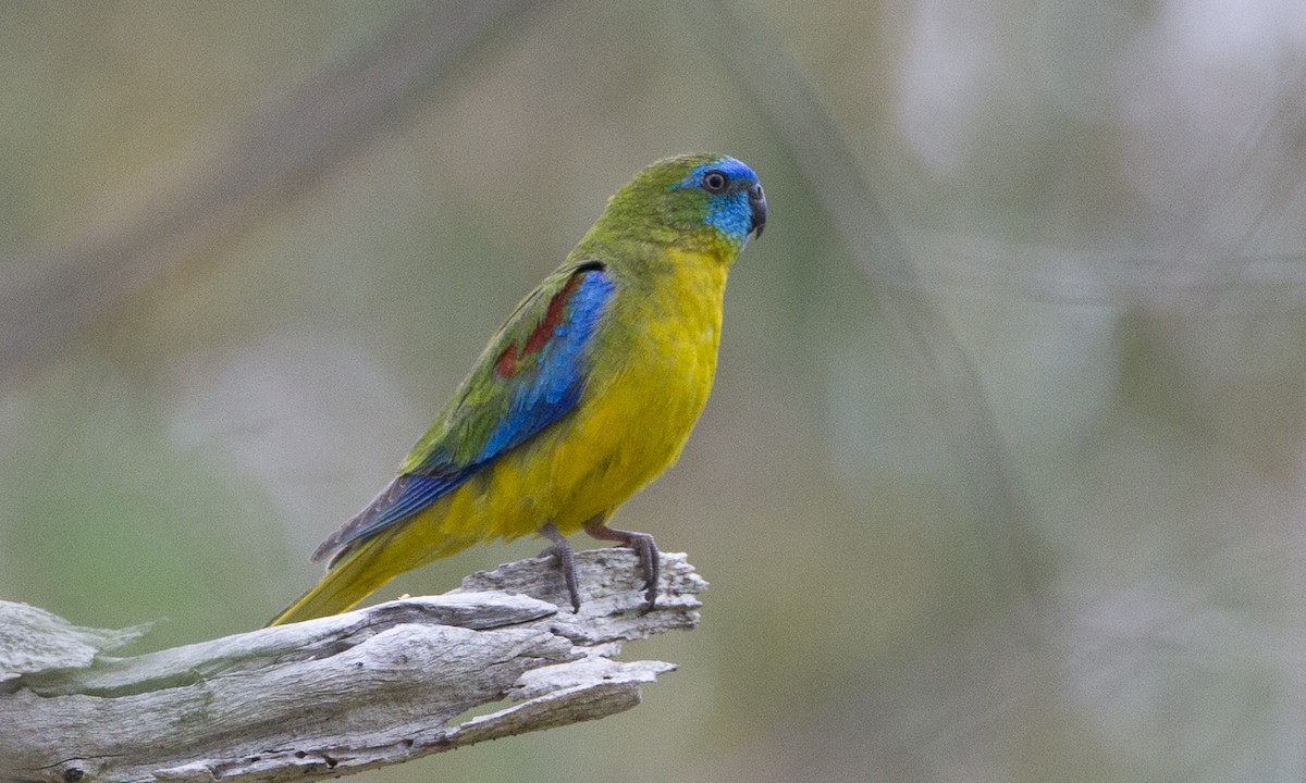 Turquoise Parrot - Brian Sullivan