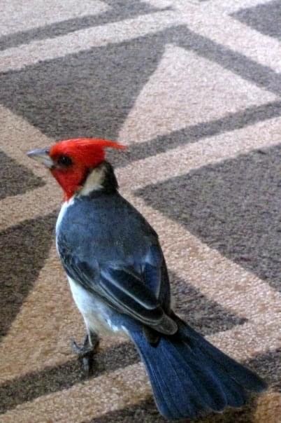 Red-crested Cardinal - ML338893411