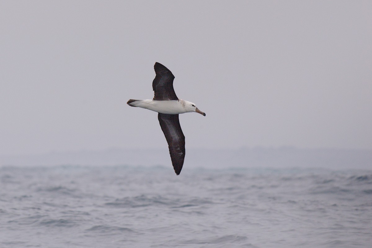 Black-browed Albatross - ML33889561