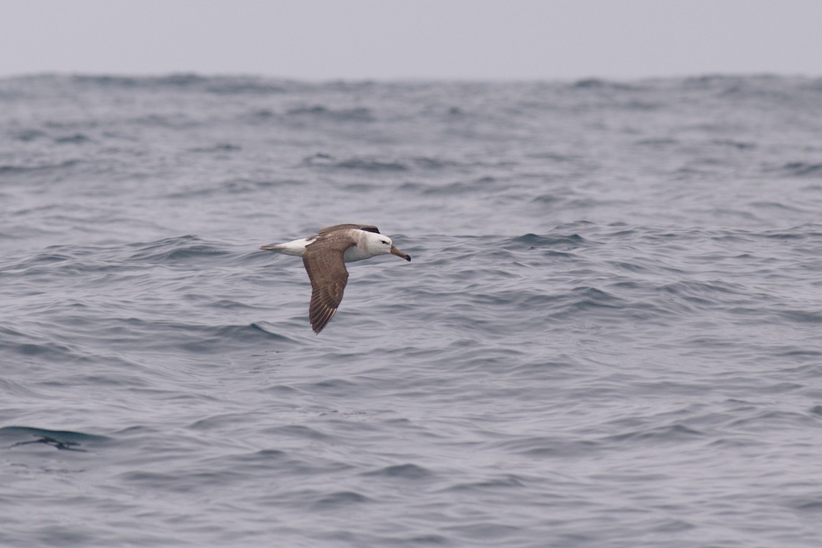 Black-browed Albatross - ML33889571