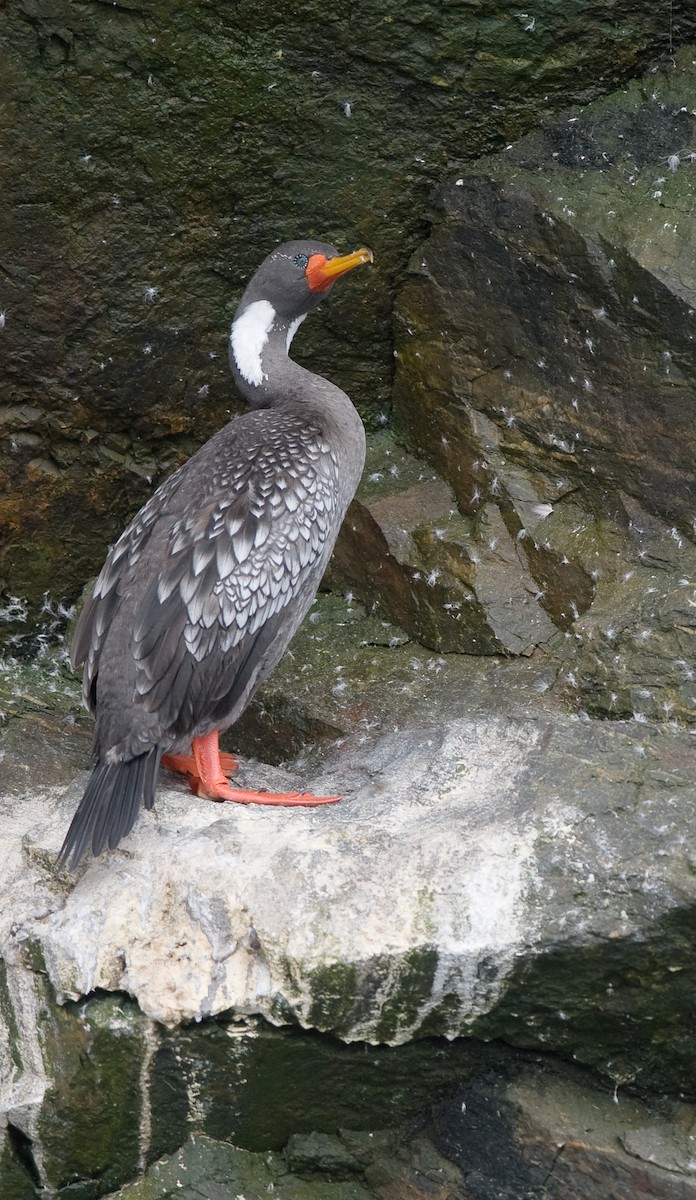 Red-legged Cormorant - ML33889651