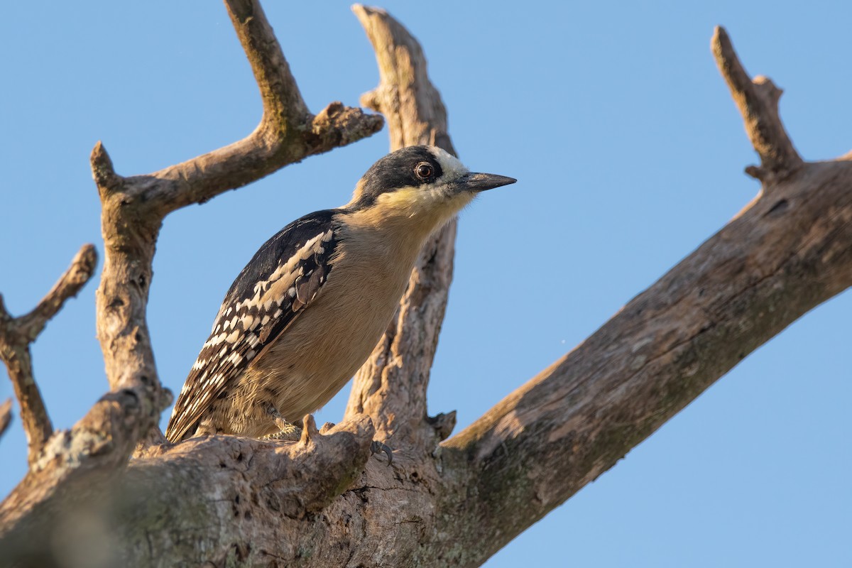 White-fronted Woodpecker - ML338903131