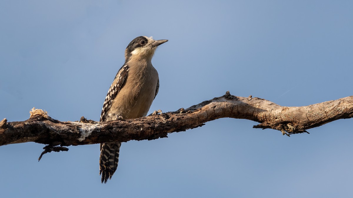 White-fronted Woodpecker - ML338903211