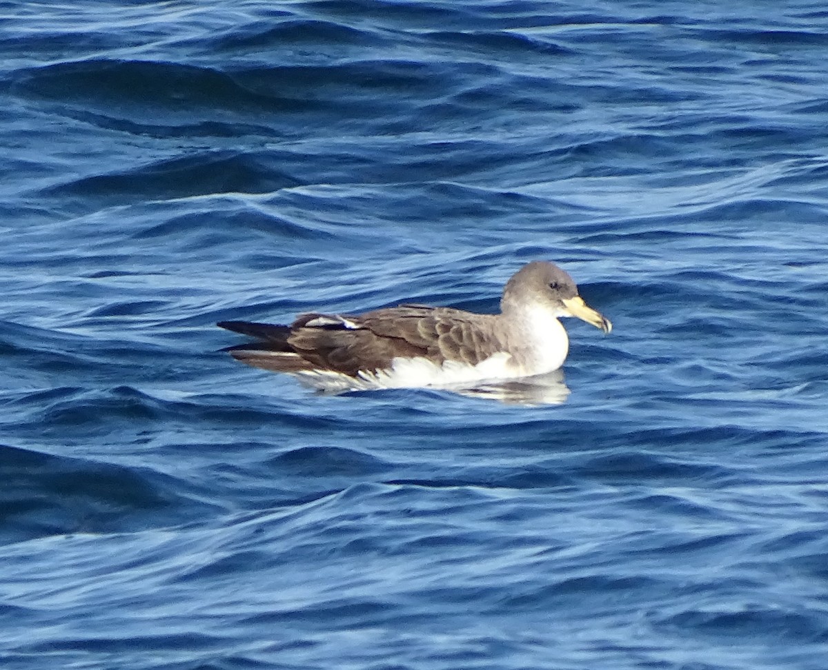 Cory's Shearwater - Patrick Lister