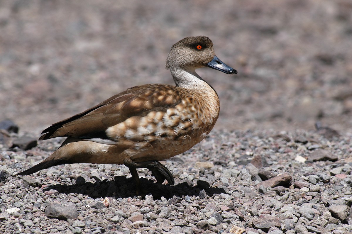 Crested Duck - ML33890781