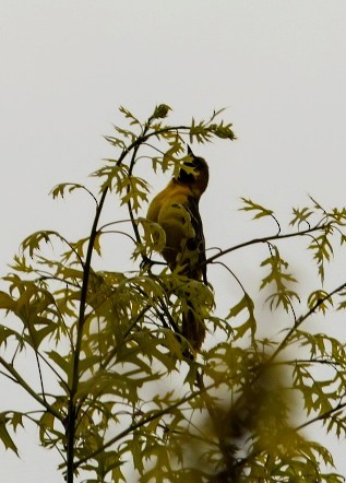 Orchard Oriole - ML338912921