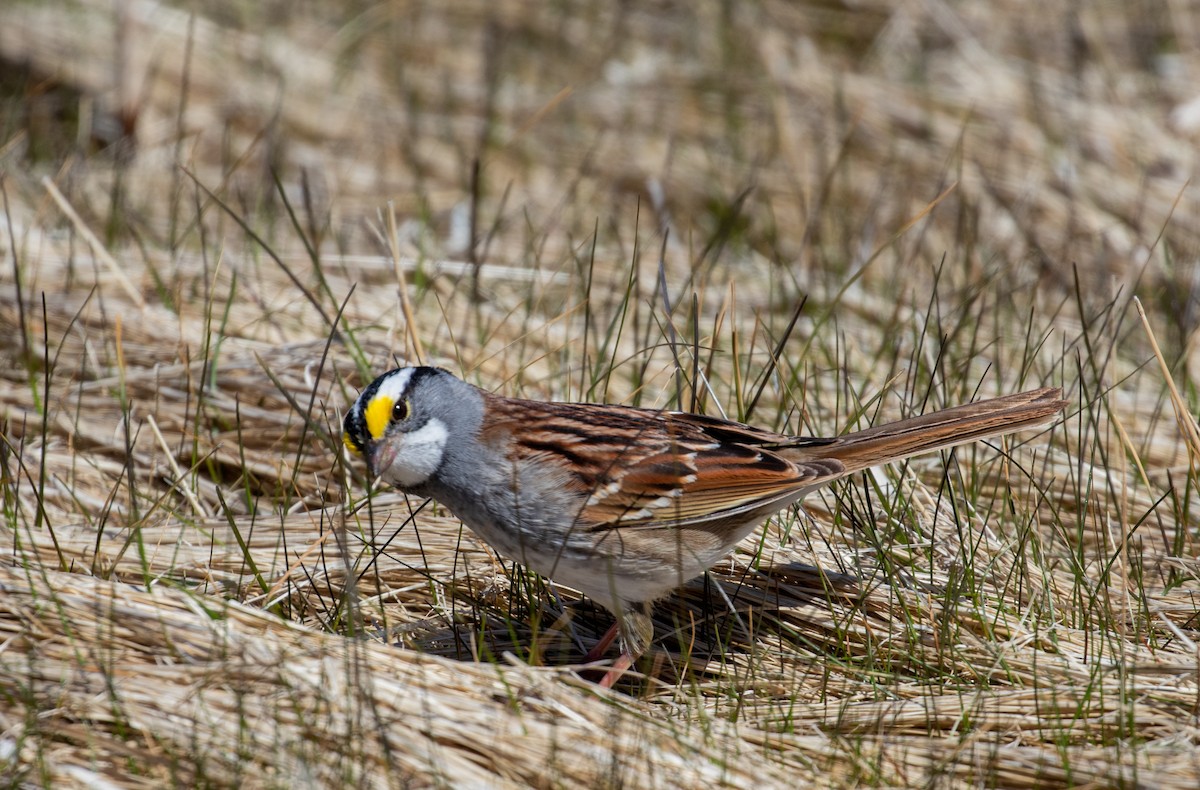 White-throated Sparrow - ML338913171