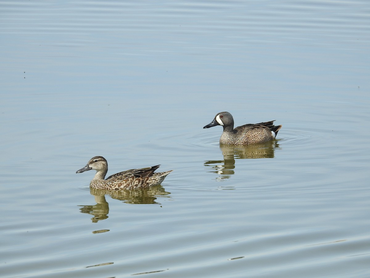 Blue-winged Teal - ML338915081