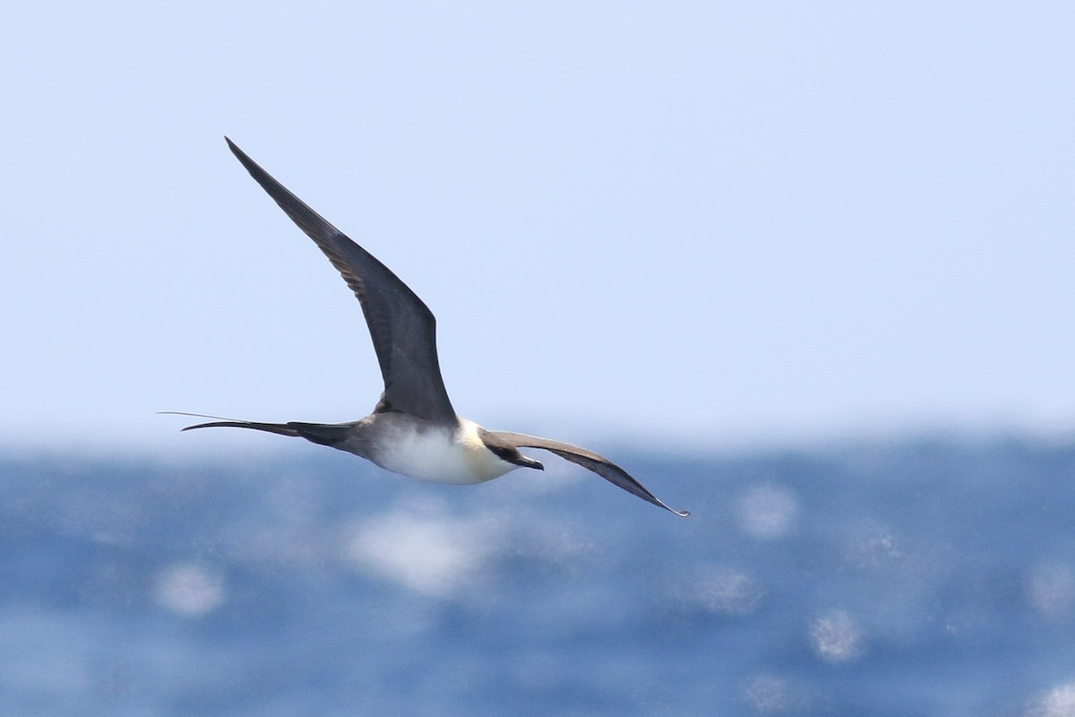 Long-tailed Jaeger - ML338917961