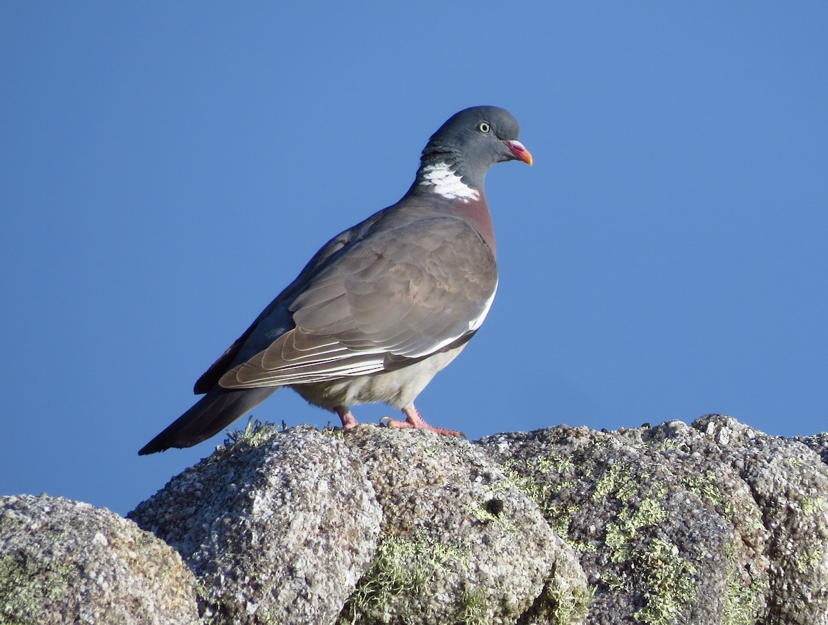 Common Wood-Pigeon - ML338919351