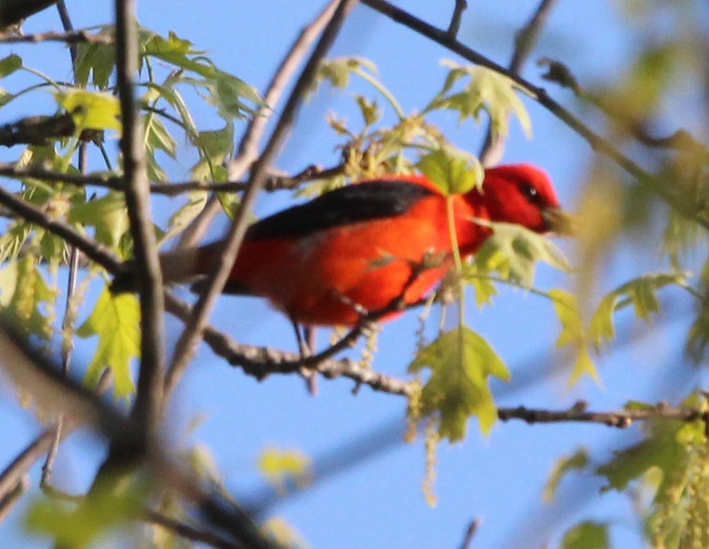 Scarlet Tanager - ML338919481