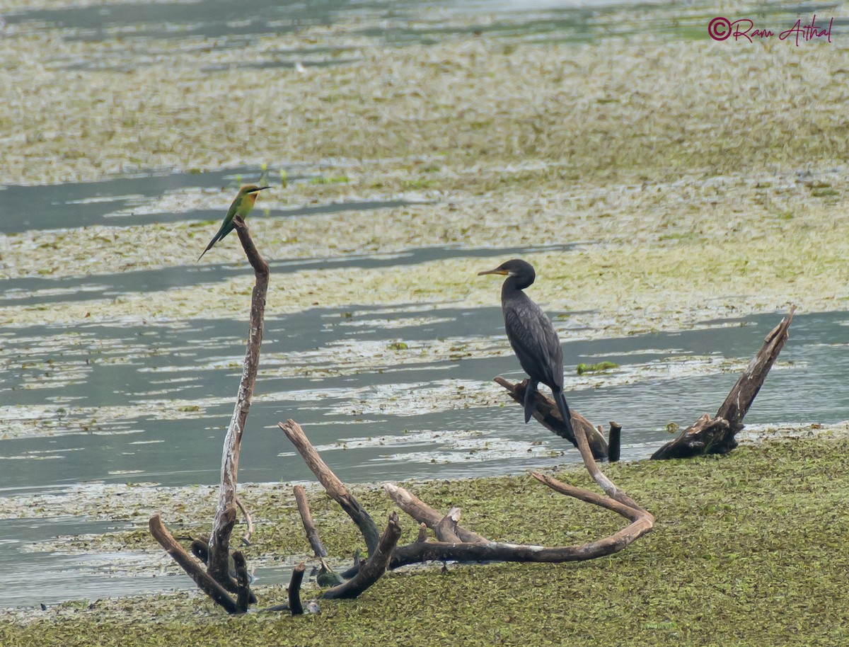 Great Cormorant - Ram Aithal