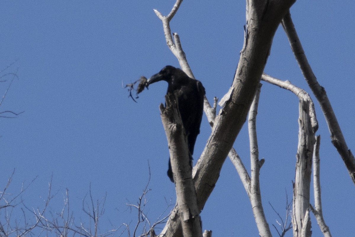 Large-billed Crow - Kelvin NG