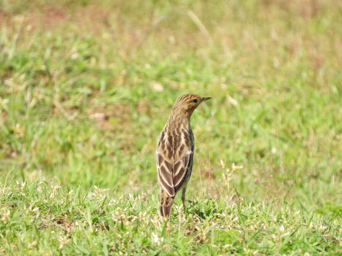 Red-throated Pipit - Ansar Ahmad Bhat