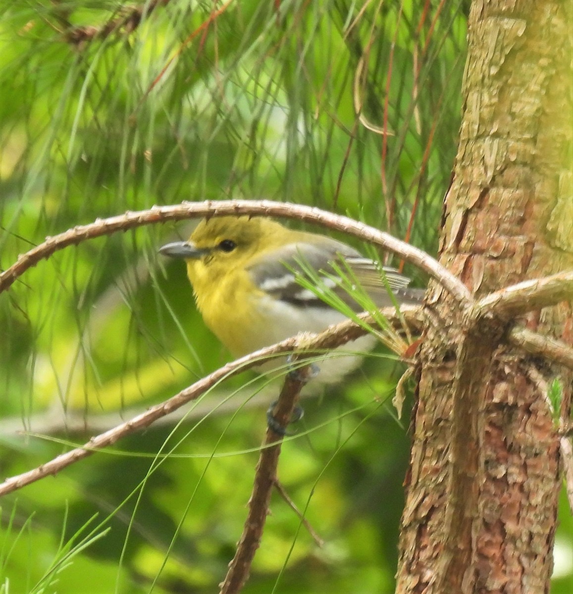 Yellow-throated Vireo - Michelle Forte