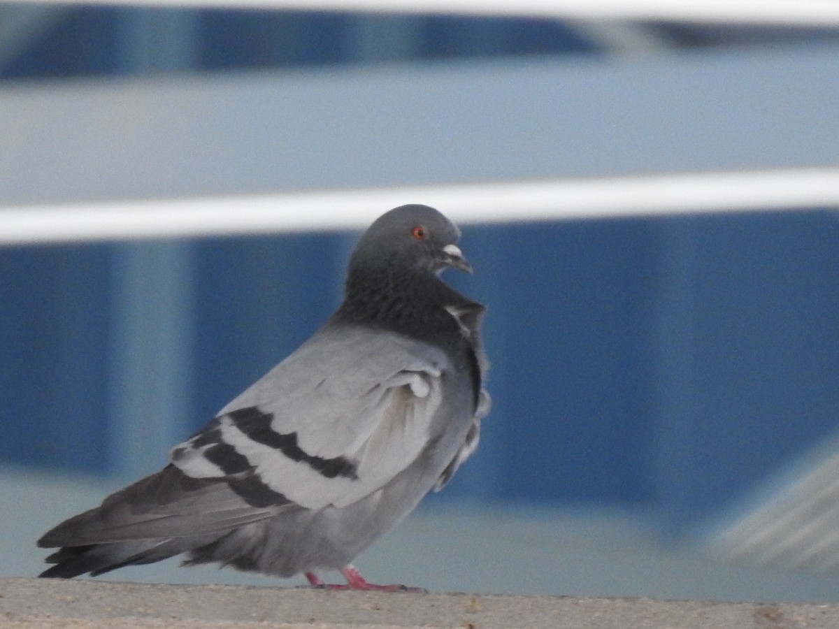 Rock Pigeon (Feral Pigeon) - ML338946681