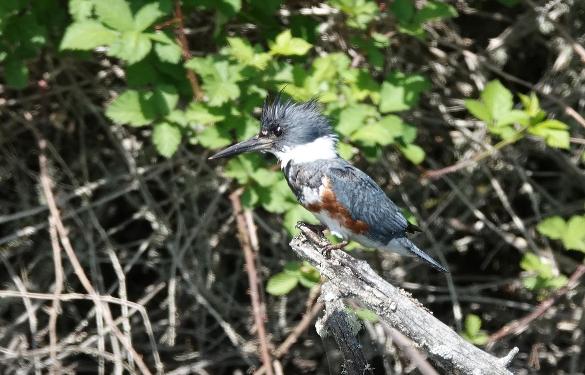 Belted Kingfisher - ML338947571