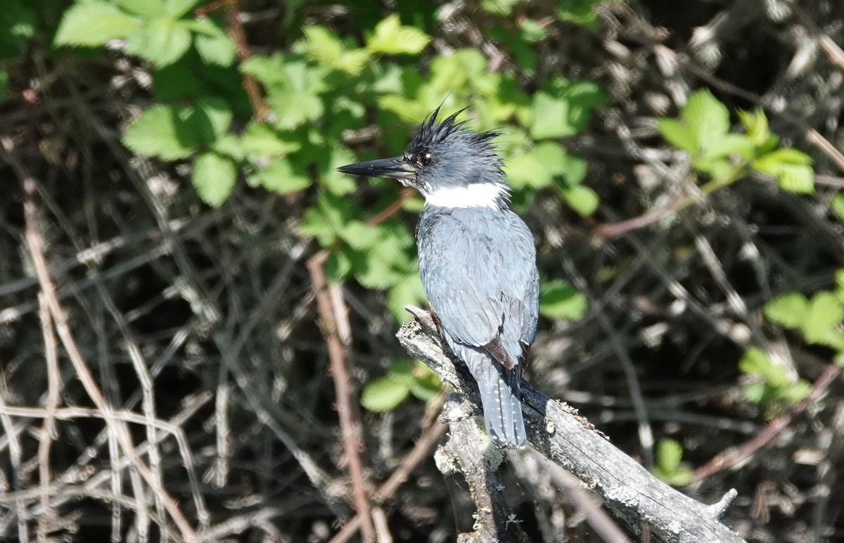 Belted Kingfisher - ML338947591