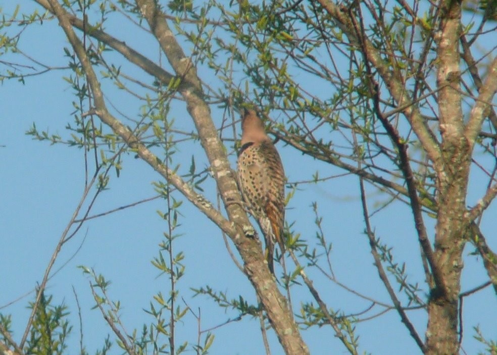 Northern Flicker (Yellow-shafted) - ML33894891