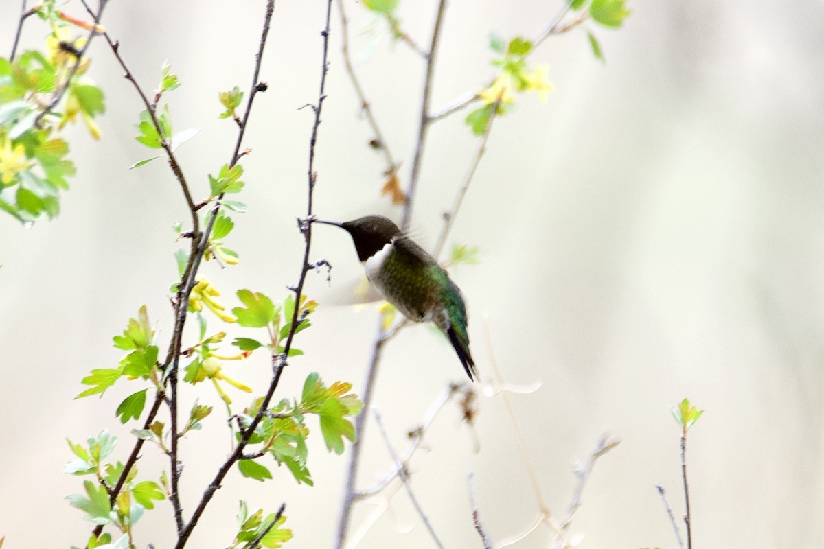 Ruby-throated Hummingbird - Frank Stetler