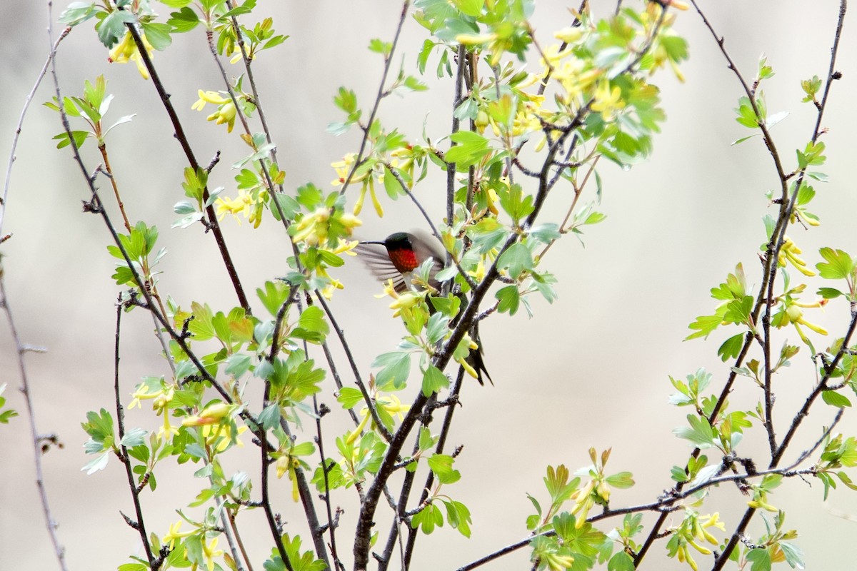 Ruby-throated Hummingbird - ML338953001