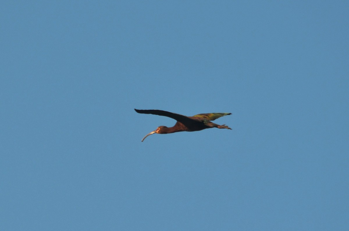 ibis americký - ML338954911