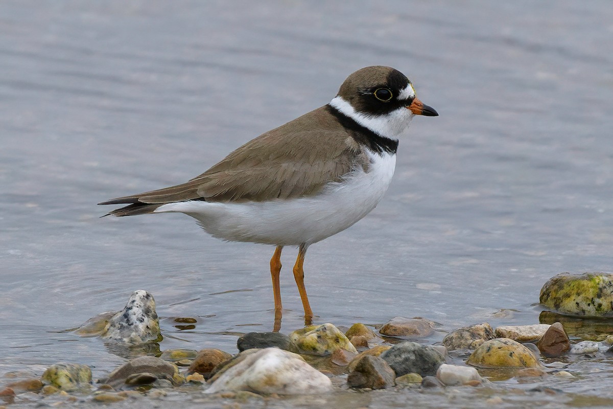 Semipalmated Plover - ML338955111