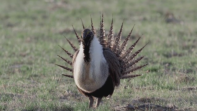 Greater Sage-Grouse - ML338956421