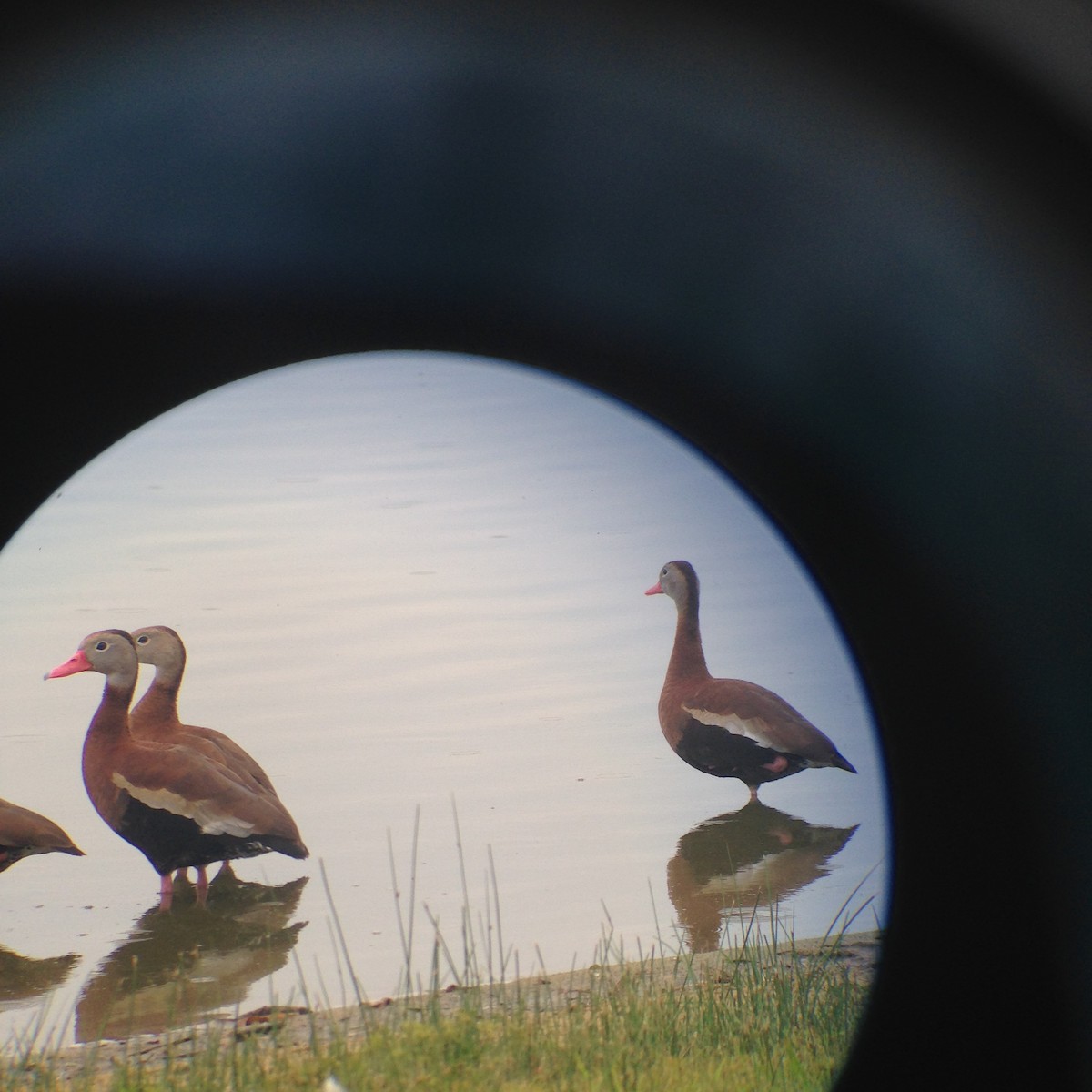 Black-bellied Whistling-Duck - Jerald Reb