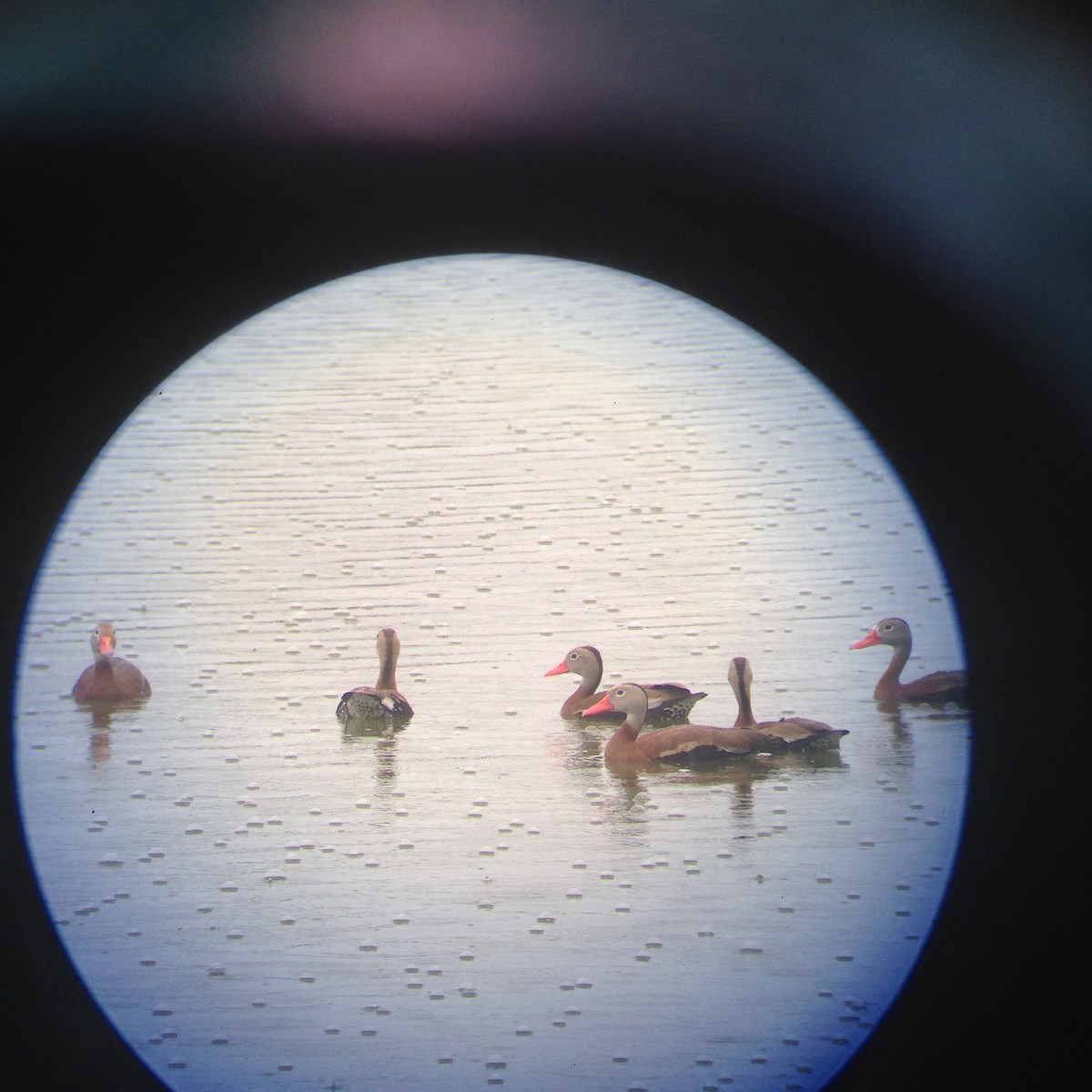 Black-bellied Whistling-Duck - Jerald Reb