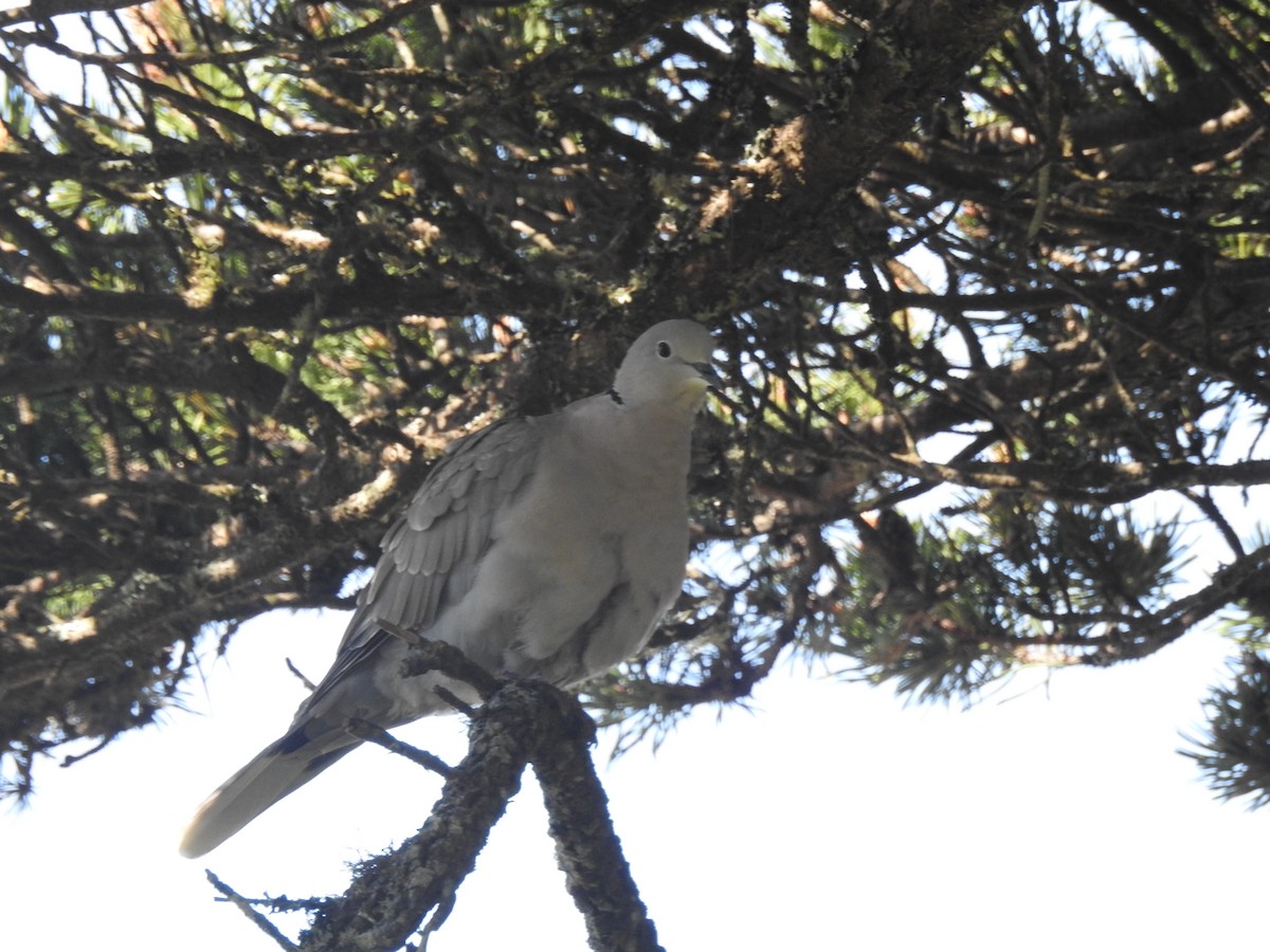 Eurasian Collared-Dove - ML338963091
