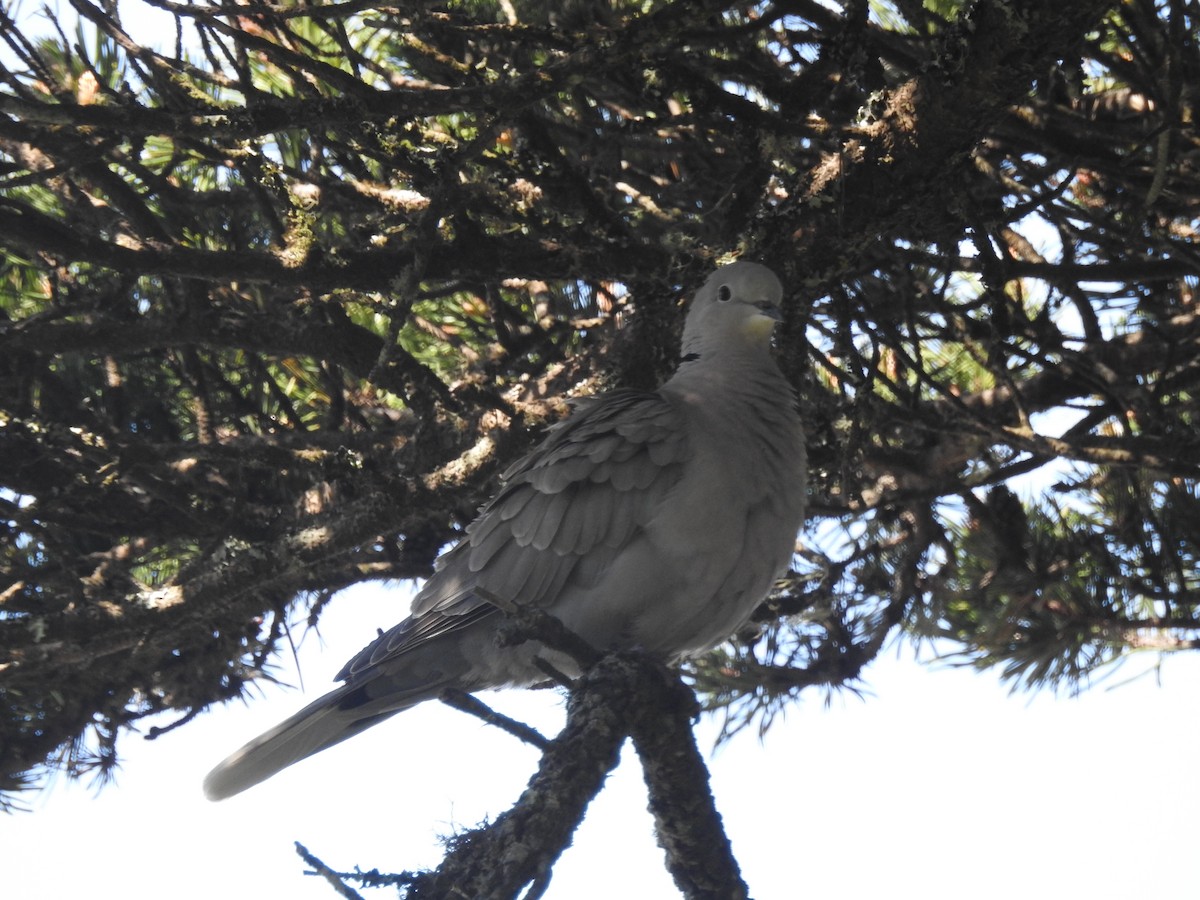 Eurasian Collared-Dove - ML338963101