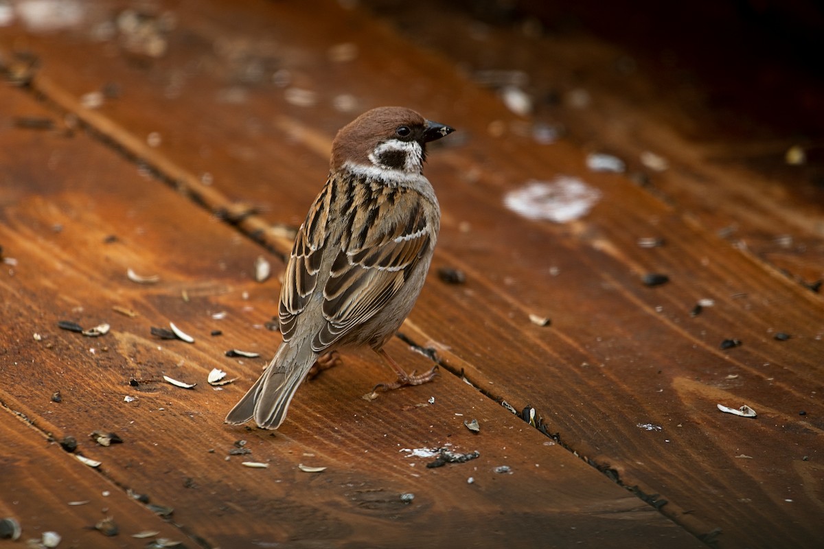 Eurasian Tree Sparrow - ML338963191