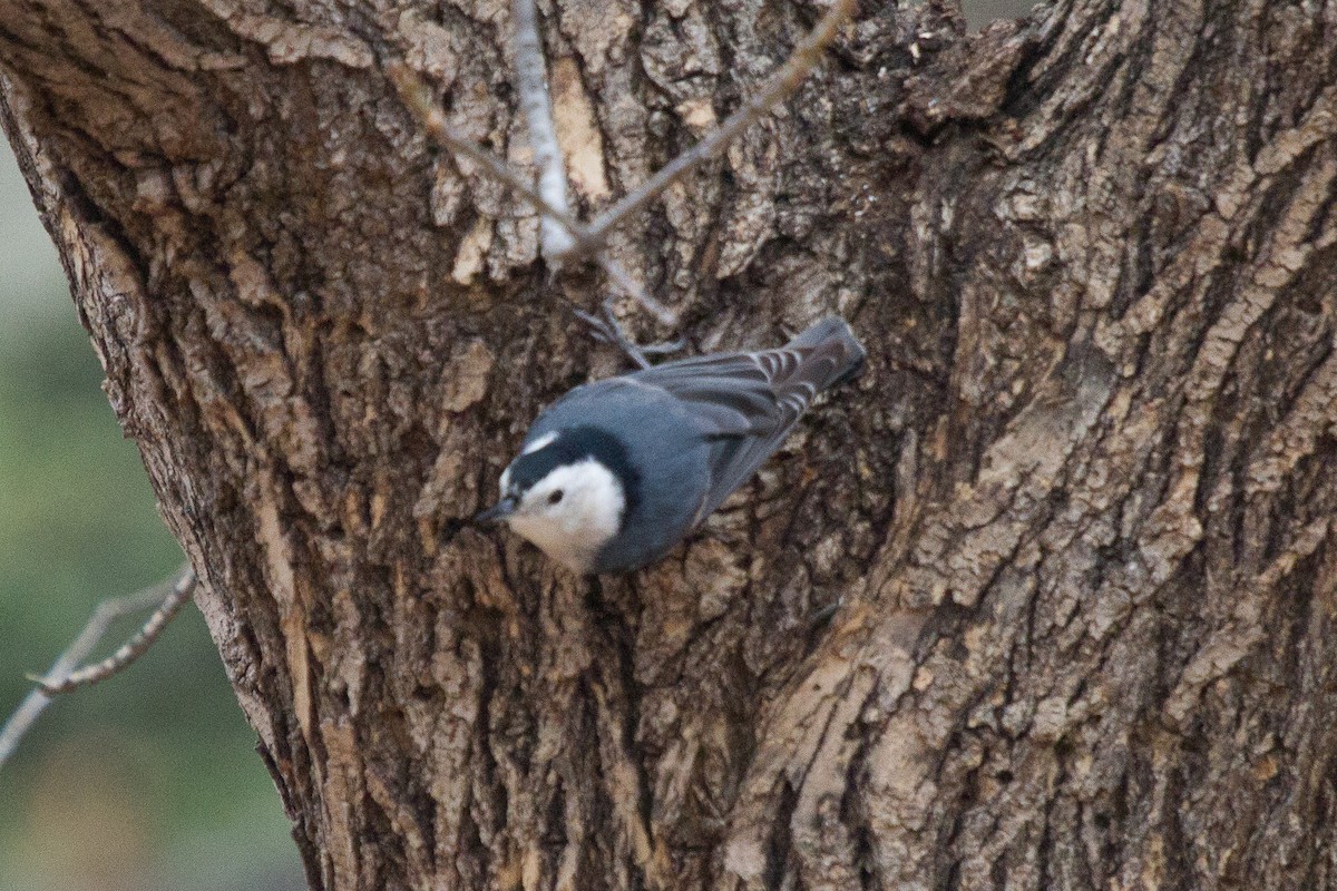 White-breasted Nuthatch (Interior West) - ML33896741