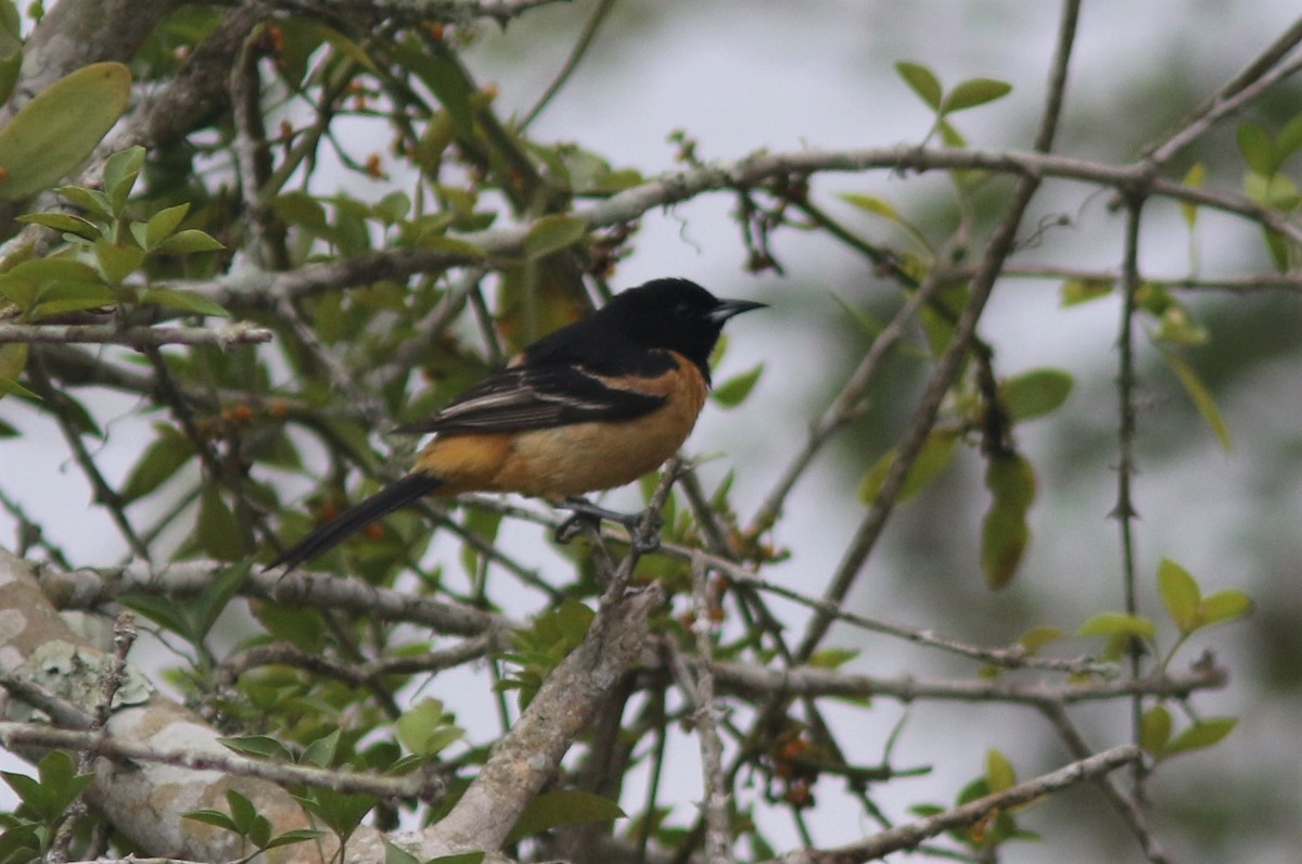 Orchard Oriole (Fuertes's) - ML338970761