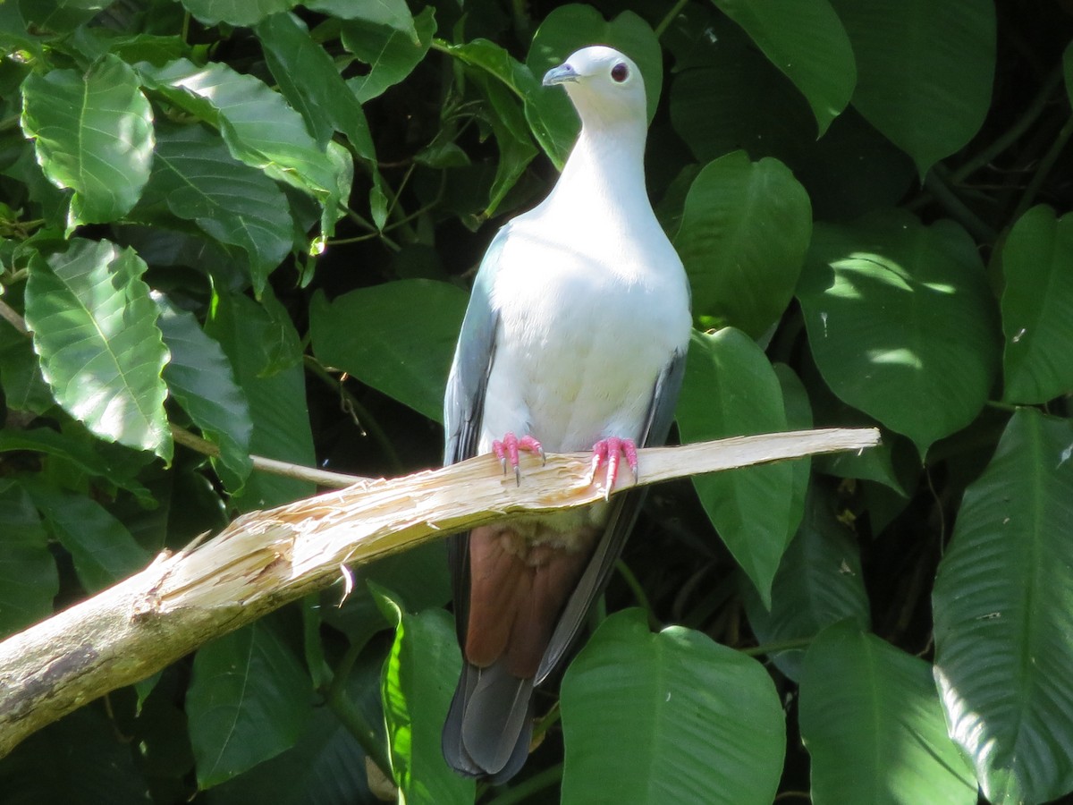 Island Imperial-Pigeon - ML338973021
