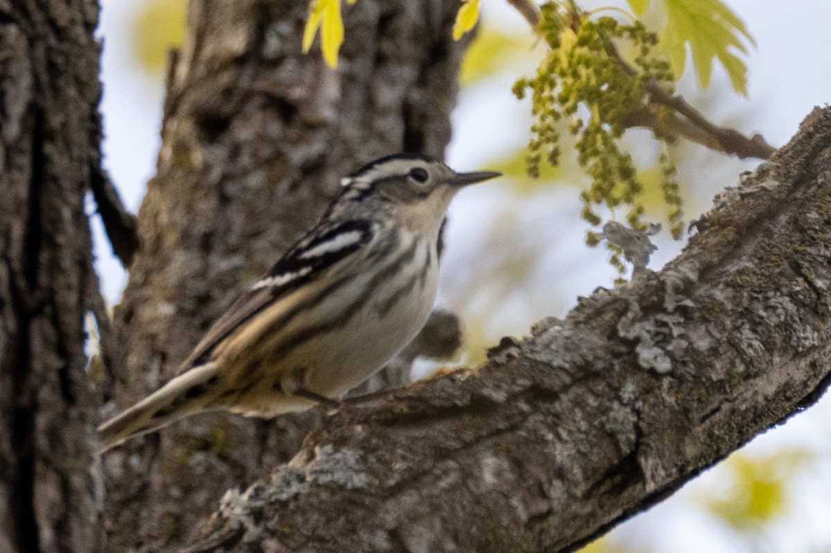 Black-and-white Warbler - ML338979811