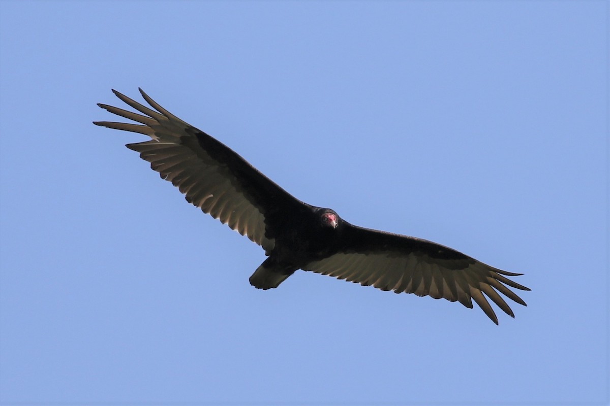 Turkey Vulture - ML338982261