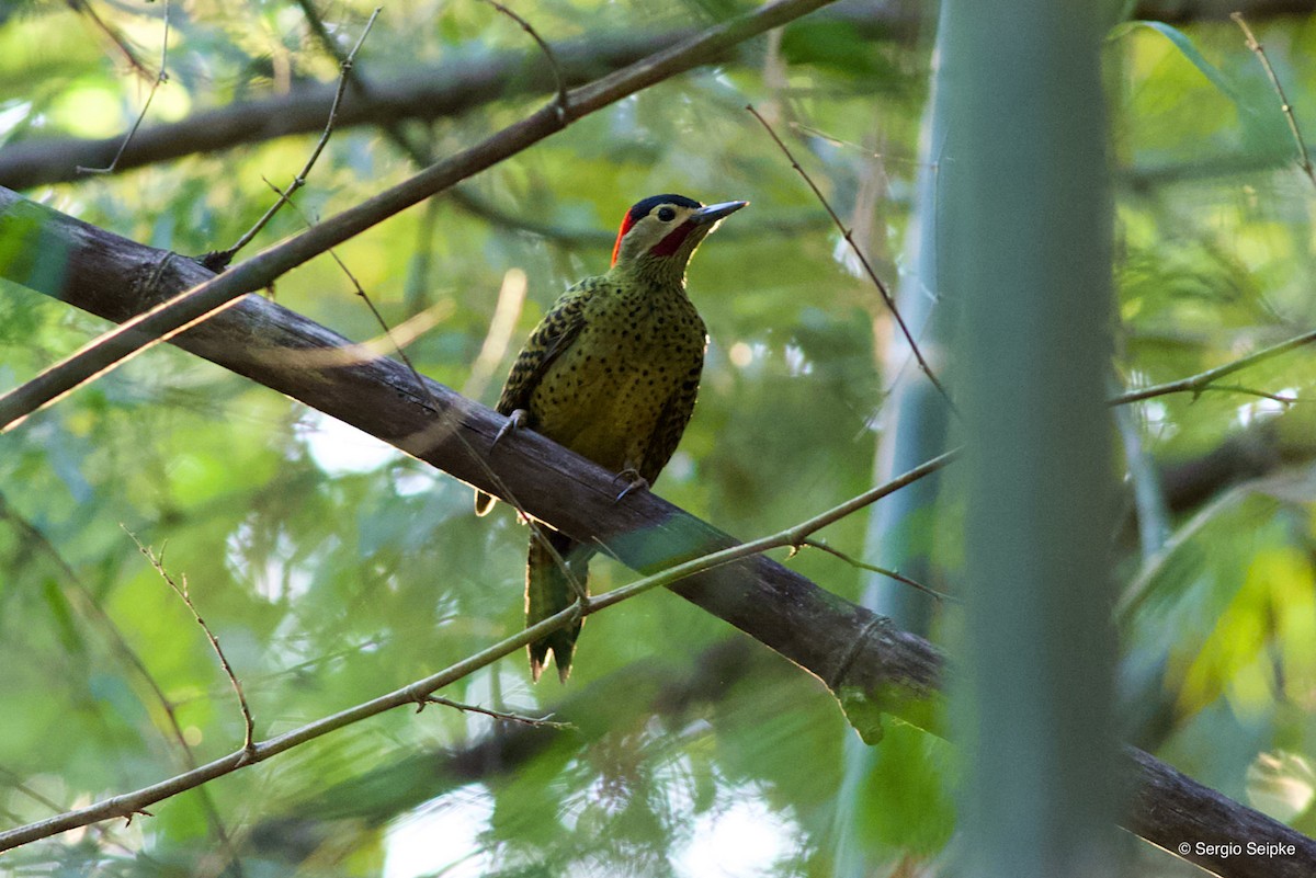 Green-barred Woodpecker - ML338985321