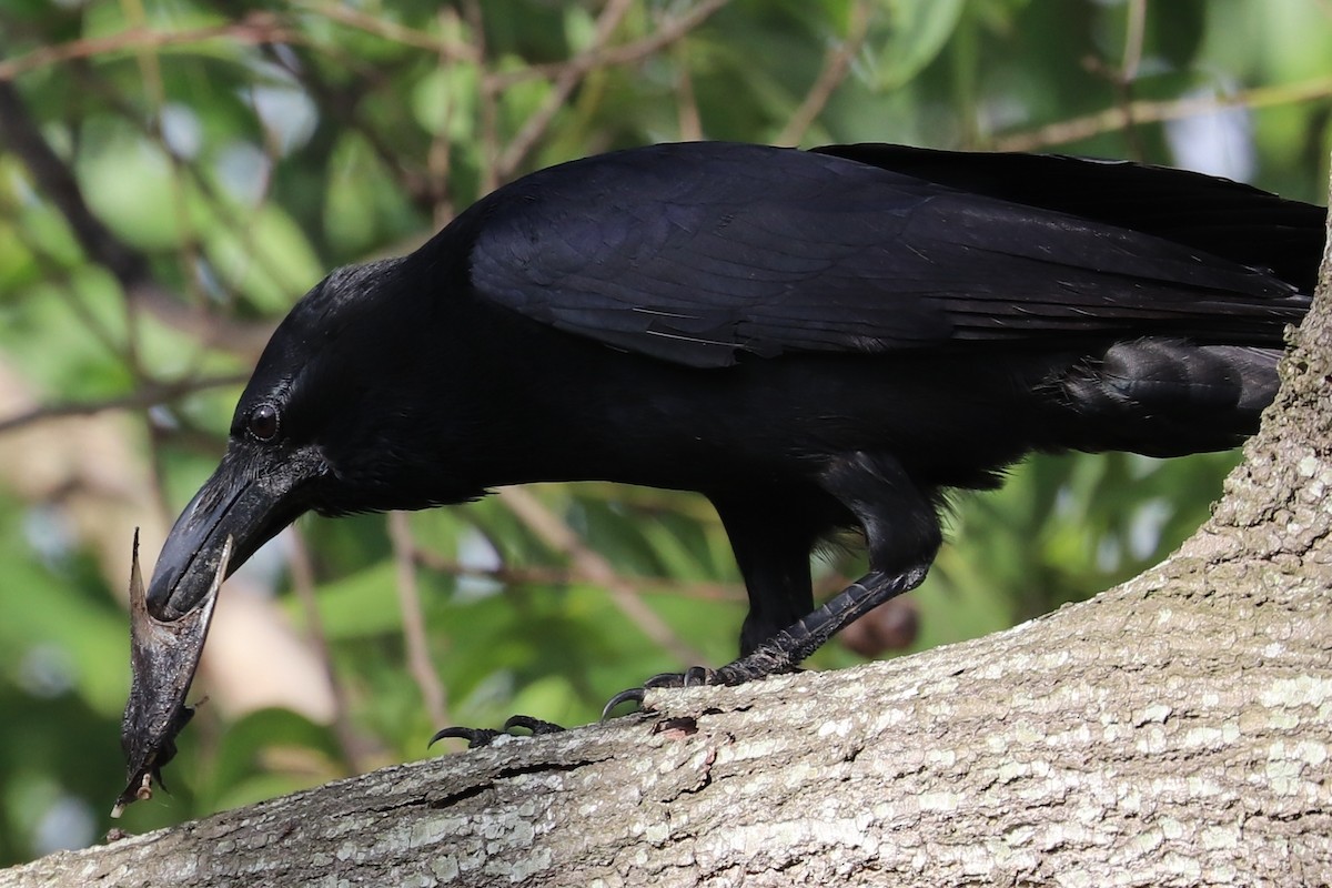 Large-billed Crow - ML338986561