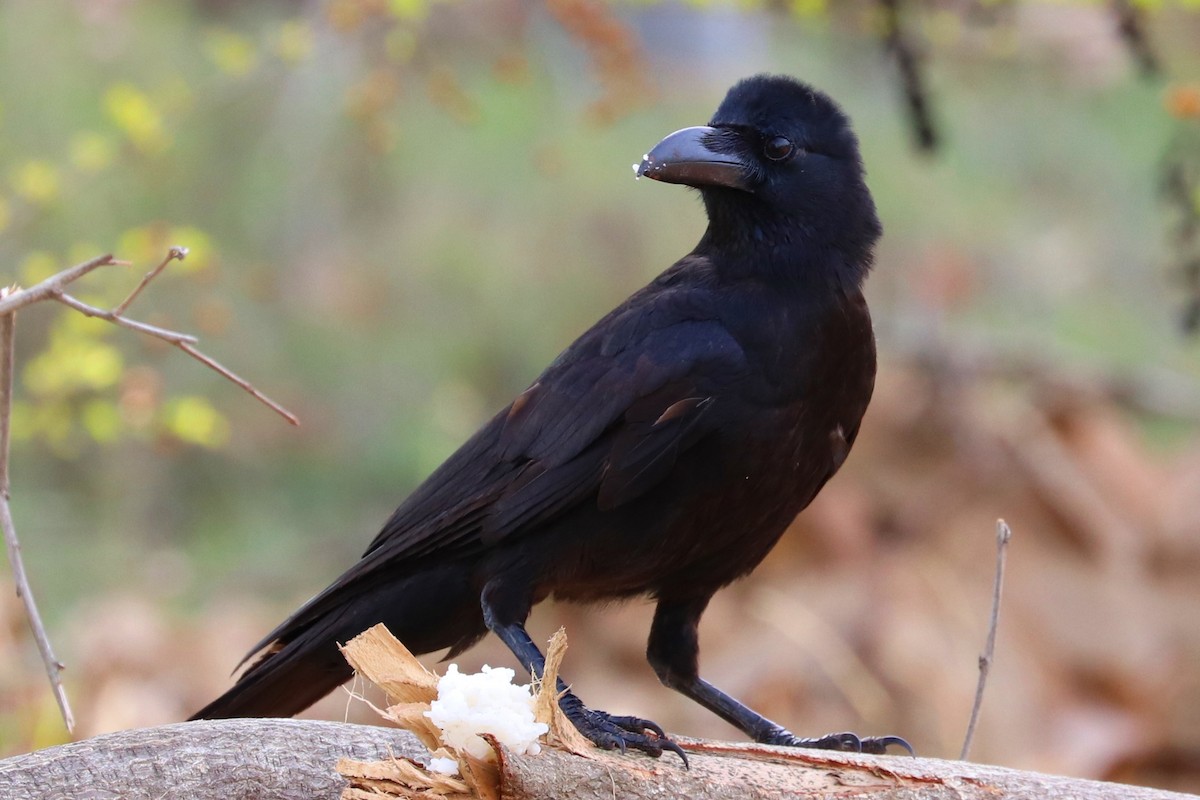 Large-billed Crow - ML338986581