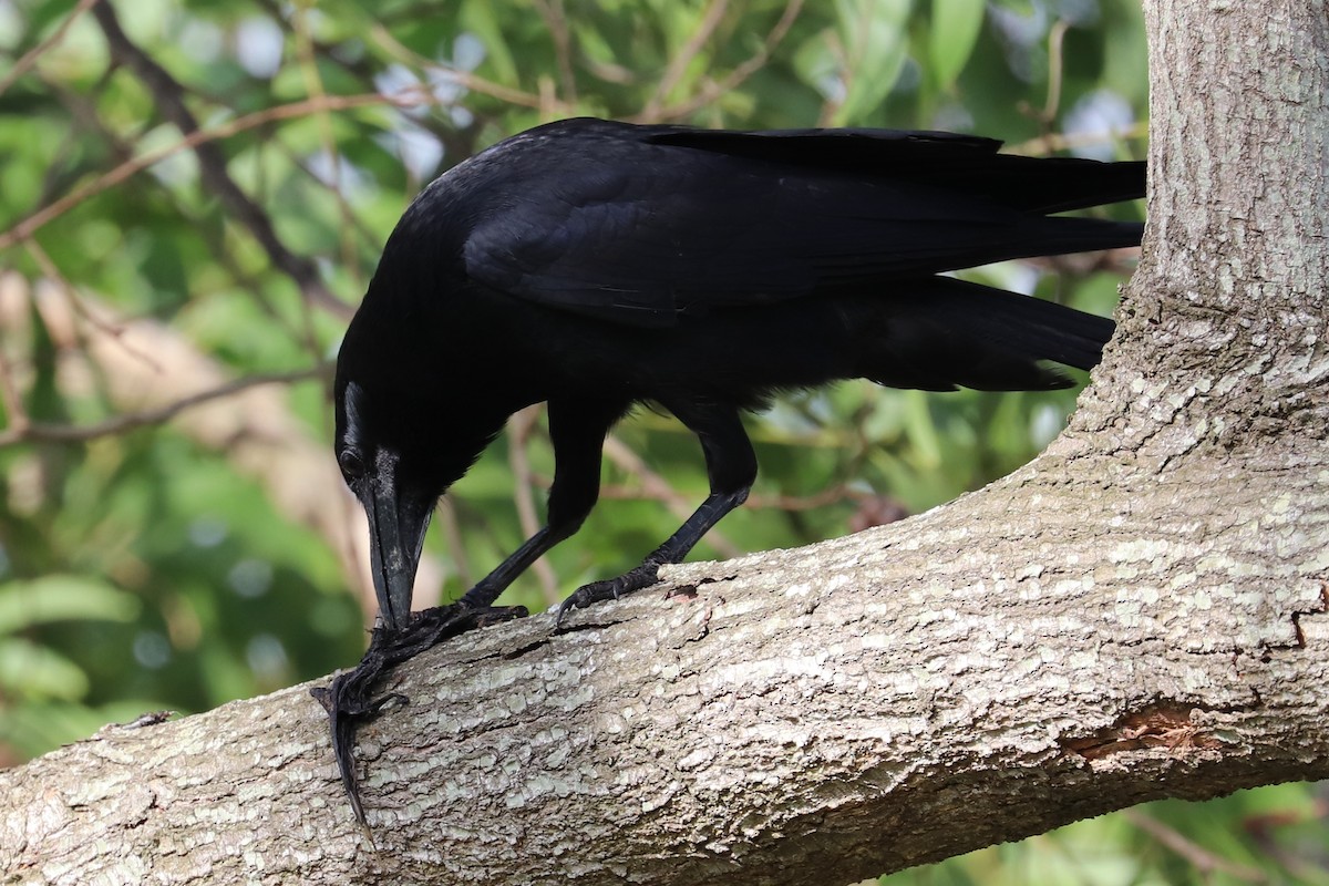 Large-billed Crow - ML338986611