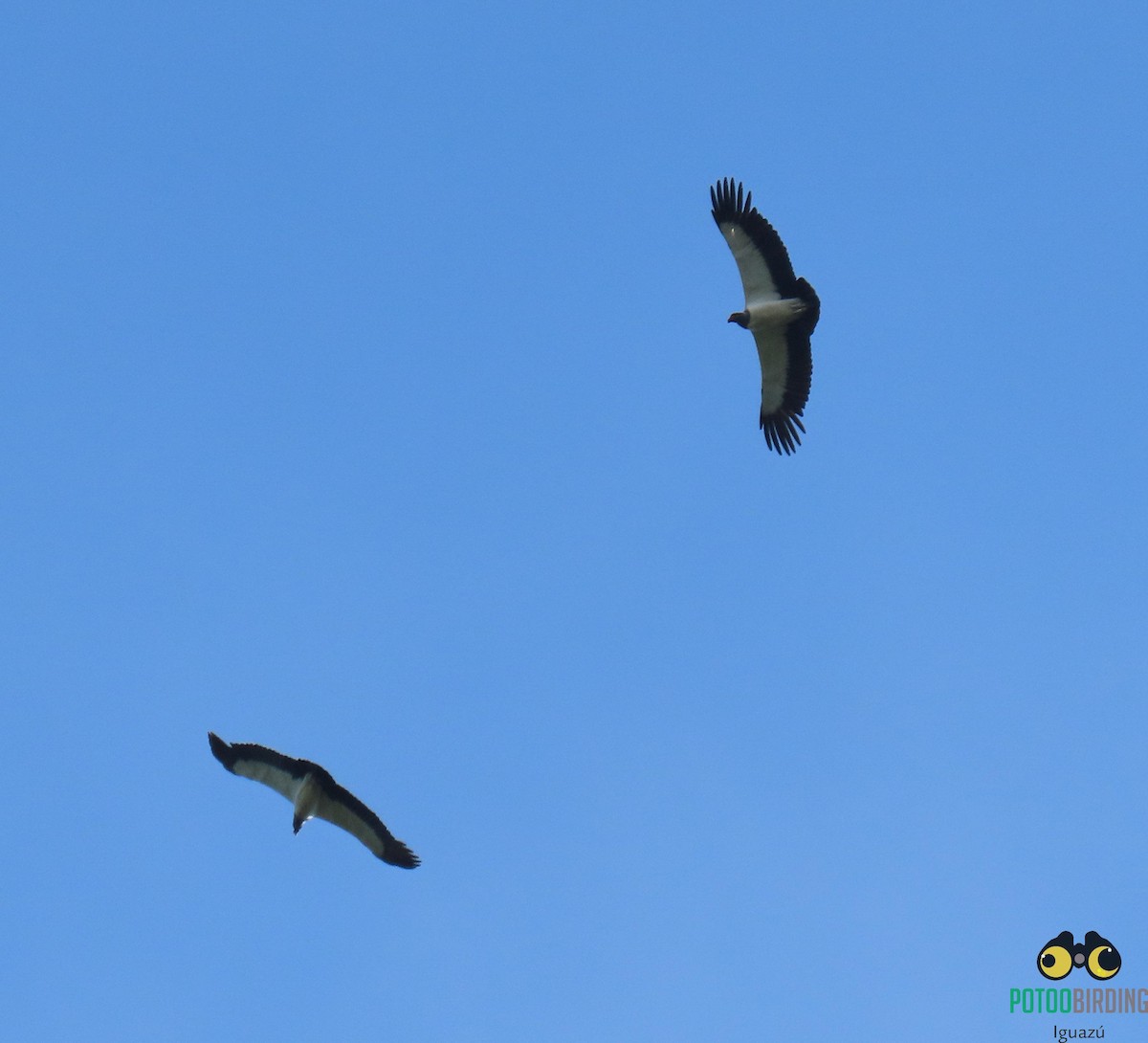 King Vulture - Fernando Pocho Cabral / Birding Iguazu