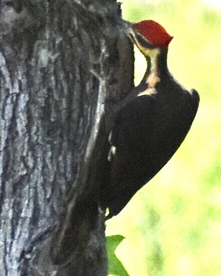 Pileated Woodpecker - ML338991421