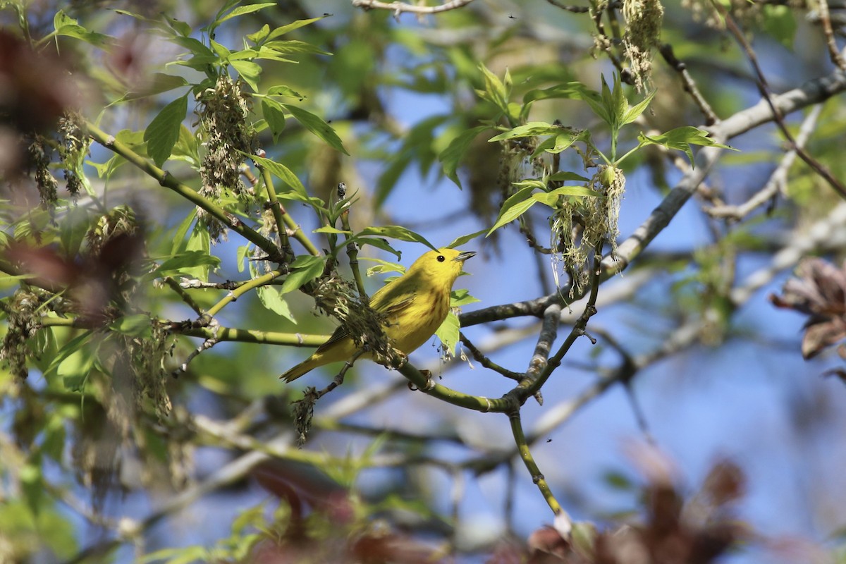 Yellow Warbler - Gord Watts