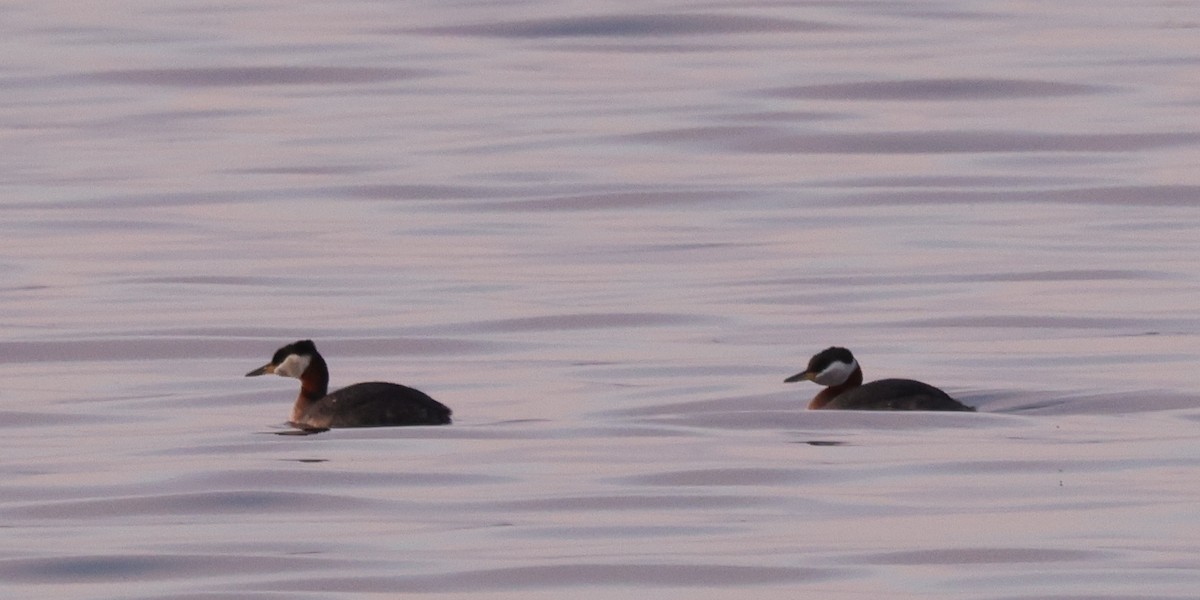 Red-necked Grebe - ML338996711