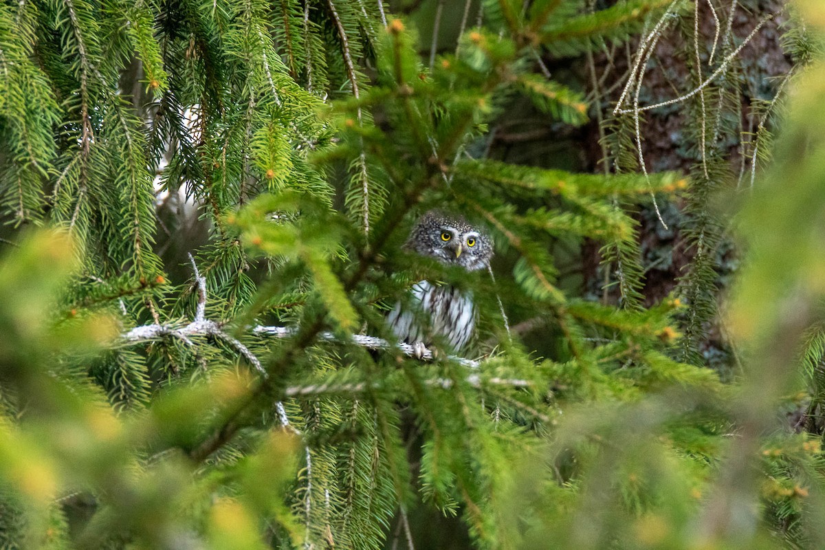 Eurasian Pygmy-Owl - Honza Grünwald