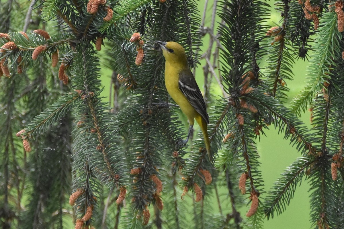 Pine Warbler - Mandrake Sumners